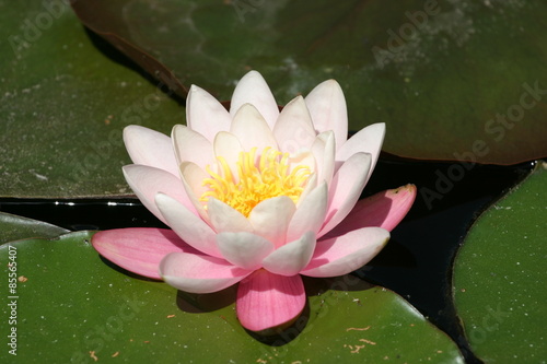 Dekoracja na wymiar  lilie-wodne-nymphaea-oczko-wodne