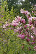 Magnolia, magnolie, kwiat magnolii
