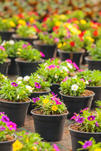 Potted Blooming Violas In A Greenhouse