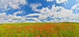 Fototapeta Kwiaty - Poppy field