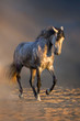 Grey andalusian horse trotting in desert dust
