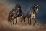 Fototapeta Konie - Two beautiful horse run in desert dust