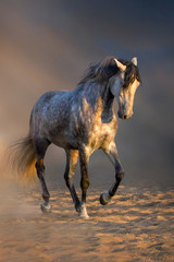 Wall Mural - Grey andalusian horse trotting in desert dust