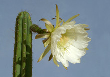 Cactus Trichocereus  Pachano San Pedro En Fleur