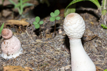 Two tiny mushrooms in a miniature world. The focus is on a small strangely shaped fungi to the rear. Copy space at center.