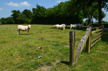 Wall Mural - Bœuf dans un herbage (Normandie)