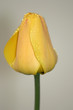 Tulipan - tulipany (Tulipa)
