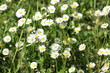 Stokrotka, pospolita, łąkowa, trwała (Bellis perennis)