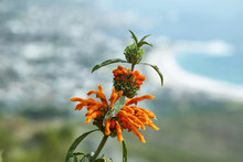 Leonotis Leonurus Flower In South Africa