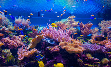 Tropical Fish On A Coral Reef