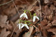 Śnieżyczka przebiśnieg (Galanthus nivalis)