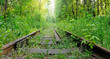 Abandoned railroad in the woods