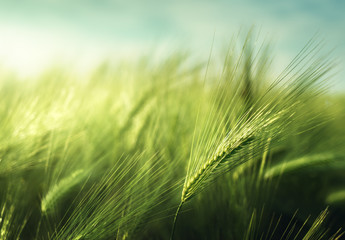 Wall Mural - barley field in sunset time