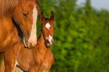 Portrait Mare With Colt  At Sunrise
