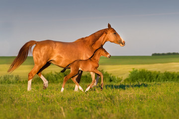 Mare run with colt in beautiful field at sunrise