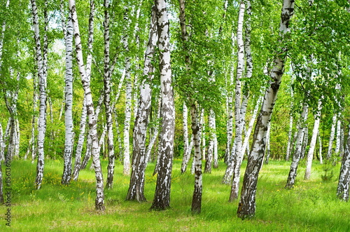 Naklejka na kafelki birch grove