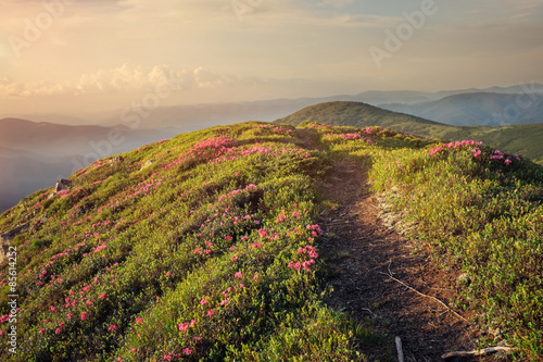 Naklejka na drzwi Mountain path through rhododendron flowers