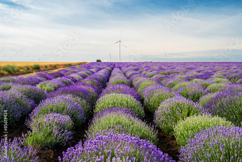 Obraz w ramie Meadow of lavender. Nature composition. Selective focus