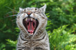 Portrait gähnende Katze mit Zunge und Gebiss