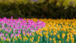 Purple & Yellow Tulips