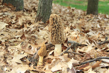 Close-up Of A Huge Wild Morel Mushroom In A Wooded Area.  Also Known By Many Unique Names Such As, Dryland Fish, Molly Moochers, Hickory Chicken, Merkels, Muggin And Miracle.
