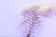 Amazing feathers with rain drop on pink