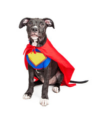 Wall Mural - Superhero Puppy Dog Wearing Vest and Cape