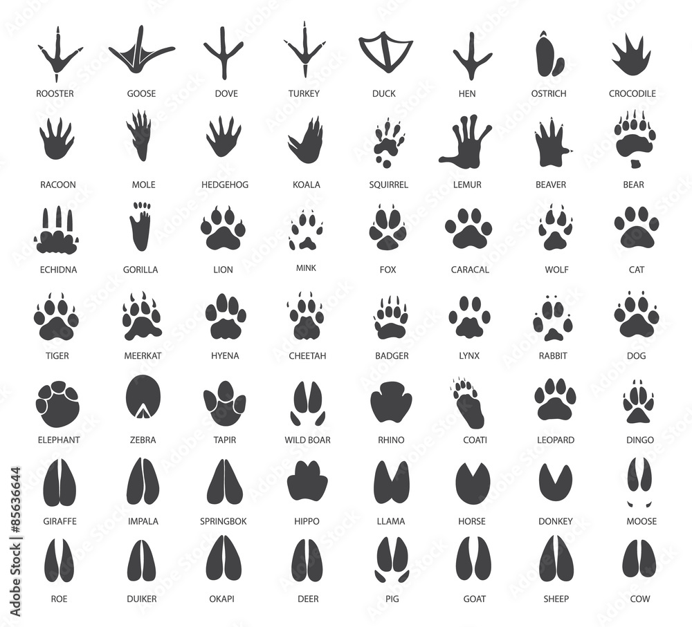 Vector set of animal tracks Stock Vector | Adobe Stock