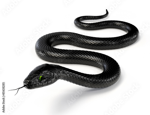 Plakat Czarny wąż odizolowywający na białym tle