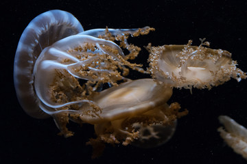 Wall Mural - jellyfish isolated on black