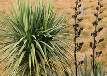 Two New Zealand Native Plants - Cabbage Tree And Flax