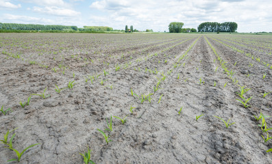 Poster - Newly sown corn plants in converging rows