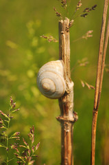 Snails on dry grass on the meadow, countryside summertime background