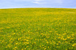  Panorama Landschaft in Bayern mit Blumenwiese im Frühling bei Halblech im Allgäu
