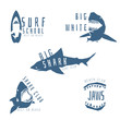 Shark vector logo concept for surf or beach club, isolated on
