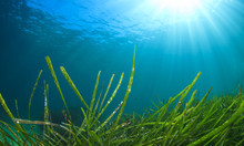 Underwater Sea Grass And Blue Ocean Water