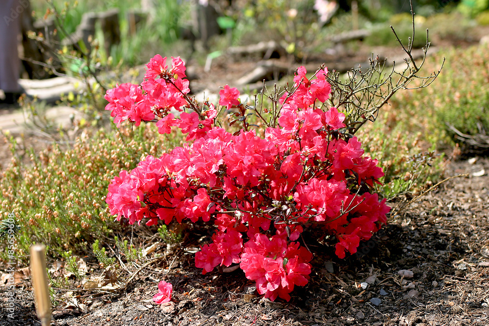 Różanecznik, azalia, rododendron (Rhododendron)  - obrazy, fototapety, plakaty 