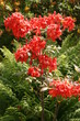 Różanecznik, azalia, rododendron (Rhododendron) 