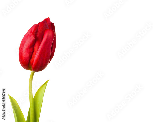tulip flower close-up