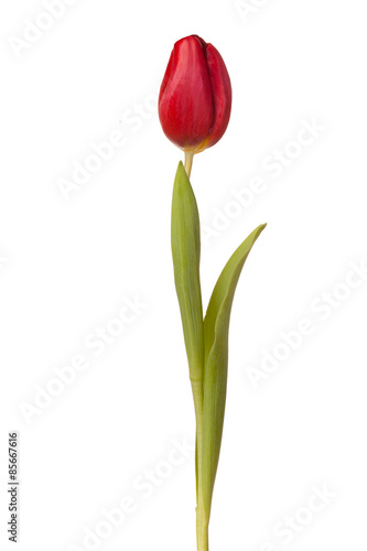 tulip flower  on a stem