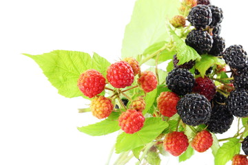 wild raspberry fruit closeup in white background