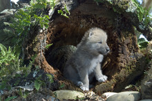 Arctic Wolf Pup In Log