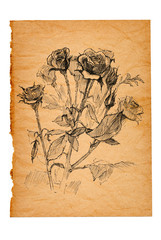 flower sketch on old paper