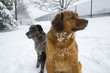 Two puppy dogs sit and look around in the middle of the snow in winter