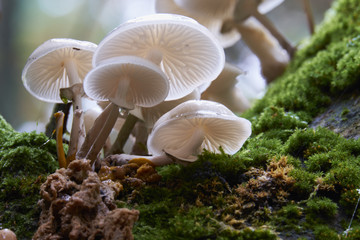 Pilze im Darsser Urwald, Nationalpark Vorpommersche Boddenlandsc