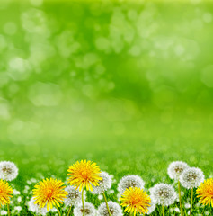 Wall Mural - Summer landscape. Flowers