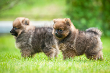 Wall Mural - Two little pomeranian spitz puppies walking outdoors