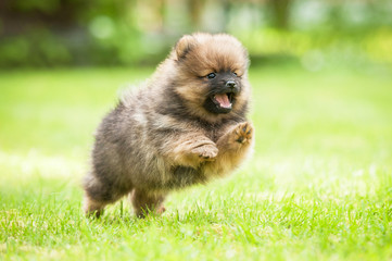 Wall Mural - Little pomeranian spitz puppy playing in the yard