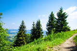 Fototapeta Na ścianę - Beautiful landscape with fir trees