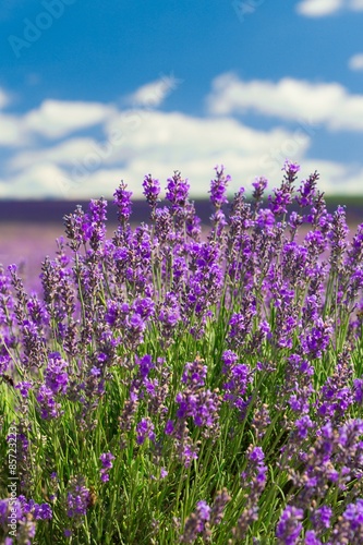 Naklejka na drzwi Lavender, Field, Herb.